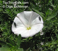 Convolvulus sp., Bindweed

Click to see full-size image