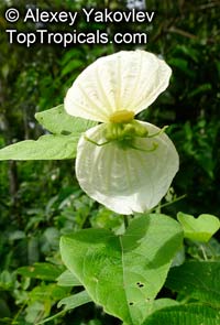 Dalechampia tiliifolia, Winged Beauty

Click to see full-size image