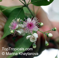 Decaspermum fruticosum, Brown Myrtle, Shrubby Decaspermum, Tailor Tree

Click to see full-size image
