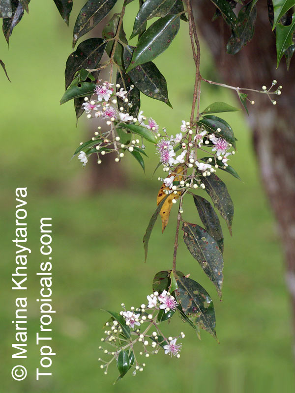 Decaspermum fruticosum, Brown Myrtle, Shrubby Decaspermum, Tailor Tree