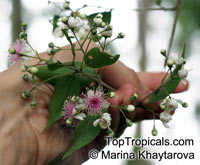 Decaspermum fruticosum, Brown Myrtle, Shrubby Decaspermum, Tailor Tree

Click to see full-size image