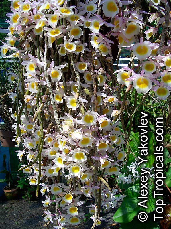 Dendrobium sp., Dendrobium Orchid