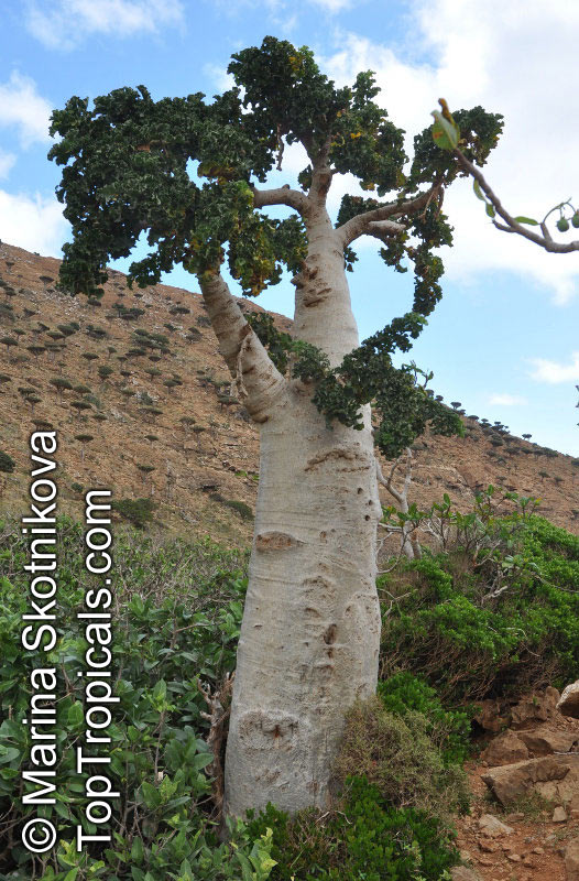 Dendrosicyos socotranus, Cucumber Tree