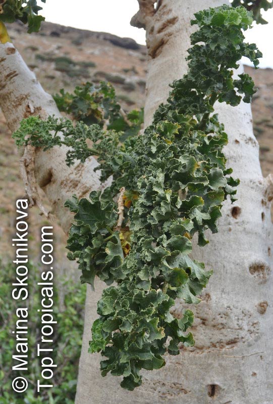 Dendrosicyos socotranus, Cucumber Tree