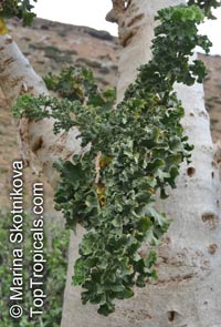 Dendrosicyos socotranus, Cucumber Tree

Click to see full-size image
