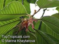 Dipterocarpus sp., Dipterocarpus

Click to see full-size image