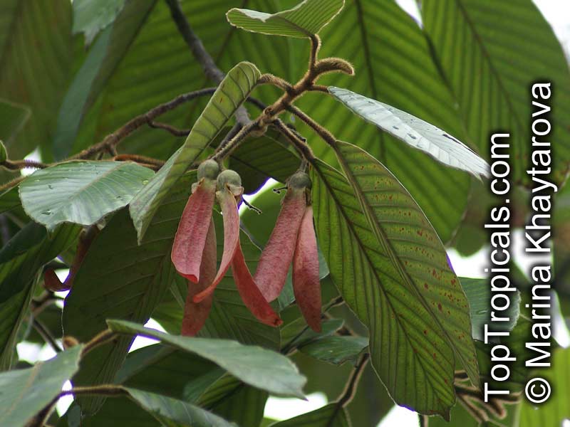 Dipterocarpus sp., Dipterocarpus