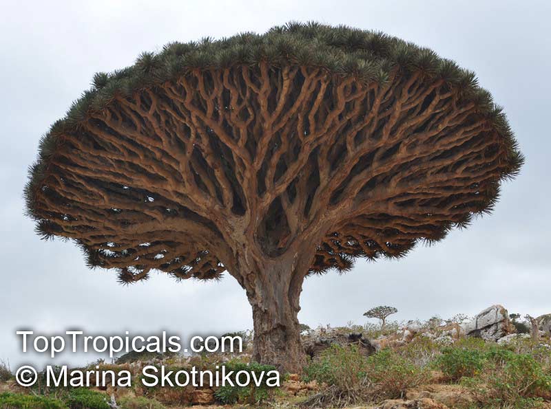 Dracaena cinnabari, Socotra Dragon Tree, Dragon Blood Tree