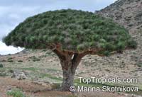 Dracaena cinnabari, Socotra Dragon Tree, Dragon Blood Tree