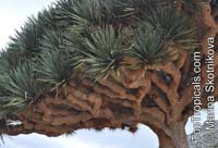 Dracaena cinnabari, Socotra Dragon Tree, Dragon Blood Tree

Click to see full-size image