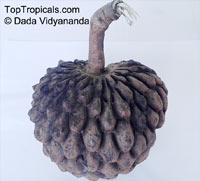 Duguetia uniflora, Duguetia, Majagua blanca

Click to see full-size image