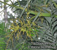 Chrysalidocarpus lutescens, Areca lutescens, Dypsis lutescens, Yellow Butterfly Palm, Cane Palm, Madagascar Palm, Golden Feather Palm, Yellow Palm, Bamboo Palm, Areca Palm

Click to see full-size image