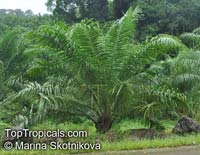 Elaeis guineensis, African Oil Palm, Jacquin

Click to see full-size image