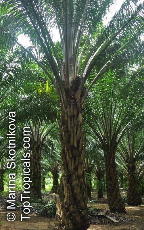 Elaeis guineensis, African Oil Palm, Jacquin