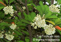 Elaeocarpus sp., Bead Tree, Fringe Bells, Fairy Petticoats

Click to see full-size image