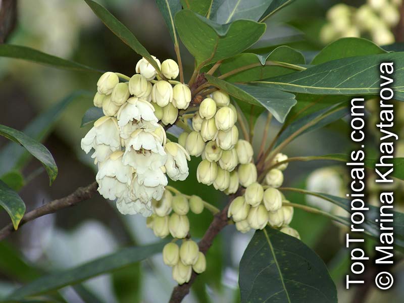 Elaeocarpus sp., Bead Tree, Fringe Bells, Fairy Petticoats. Elaeocarpus bancroftii
