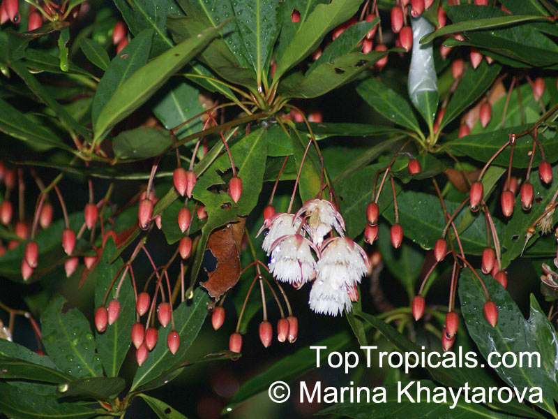 Elaeocarpus sp., Bead Tree, Fringe Bells, Fairy Petticoats. Elaeocarpus grandiflorus
