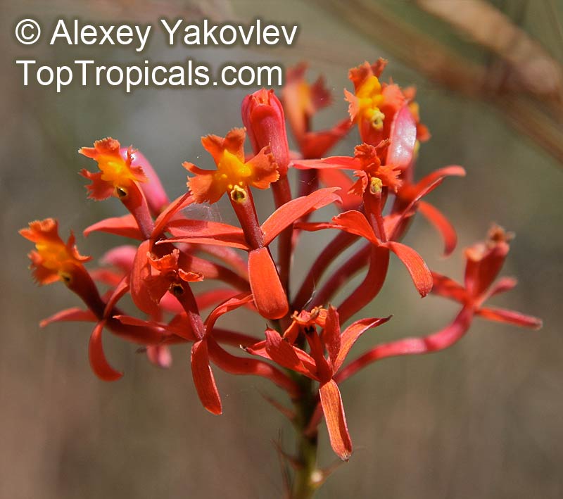 Epidendrum sp., Reed Orchid, Epidendrum Orchid, Clustered Flowers Orchid. Epidendrum secundum