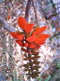 Erythrina edulis, Chachafruto

Click to see full-size image