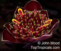 Etlingera hemisphaerica, Elettaria atropurpurea, Helani Tulip Ginger, Black Tulip, Black Torch

Click to see full-size image