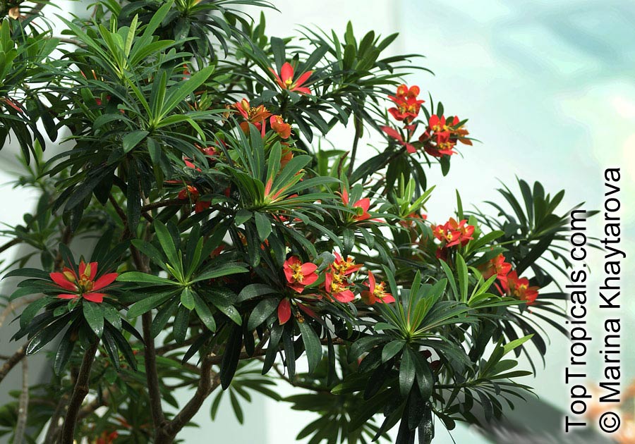 Euphorbia punicea, Jamaican Poinsettia