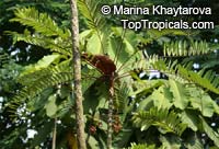 Eurycoma longifolia, Ali's Umbrella, Long Jack, Malaysian Ginseng, Pasak Bumi, Tongkat Ali

Click to see full-size image