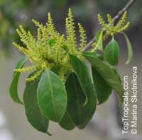 Excoecaria agallocha, Thillai, Milky Mangrove. Male flowers