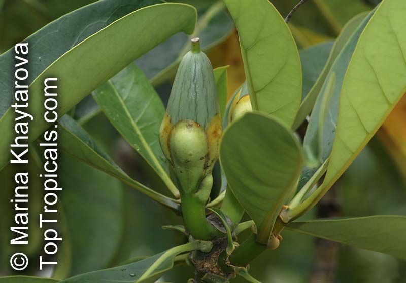 Fagraea auriculata, Fagraea borneensis, Fagraea bracteosa, Fagraea epiphytica, Fagraea javanica, Pelir Musang