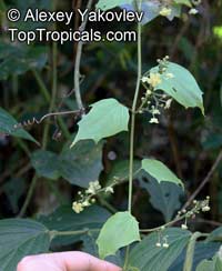 Fevillea cordifolia, Javillo, Antidote Caccoon

Click to see full-size image