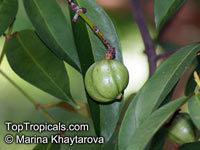 Garcinia sp., Garcinia

Click to see full-size image
