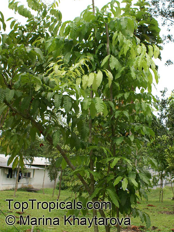 Harpullia ramiflora, Claudie Tulipwood, Tulipwood, Cape York Tulipwood