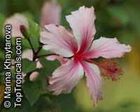 Hibiscus x archeri, Red Hibiscus, Archer's Hibiscus

Click to see full-size image