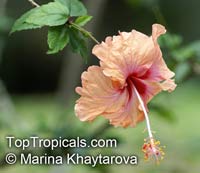 Hibiscus x archeri, Red Hibiscus, Archer's Hibiscus

Click to see full-size image