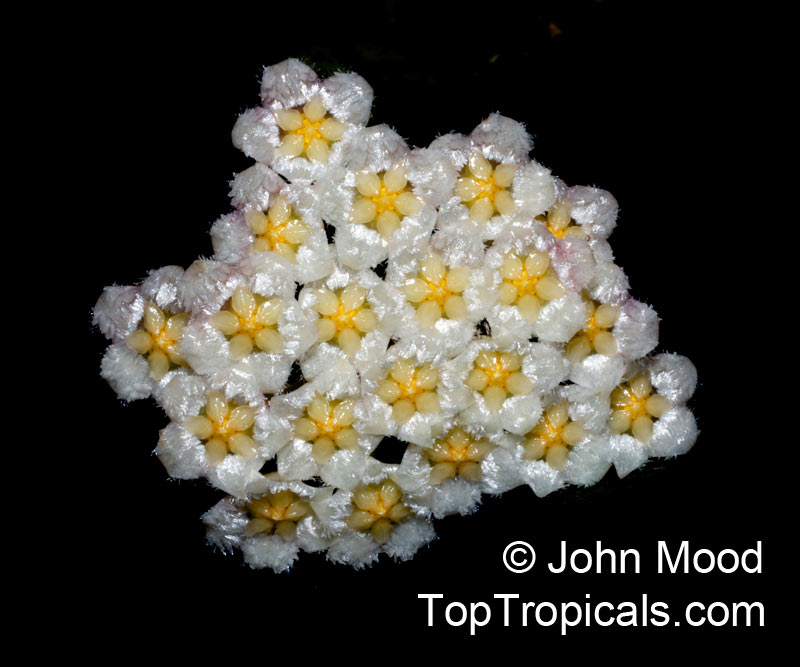 Hoya lacunosa - Miniature Fragrant Hoya