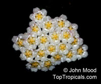 Hoya lacunosa, Wax plant

Click to see full-size image