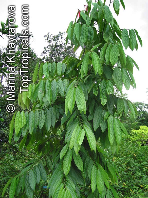 Hydnocarpus castanea, Setumpol