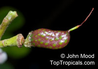 Hymenaea verrucosa, Copalier, Gum Copal

Click to see full-size image