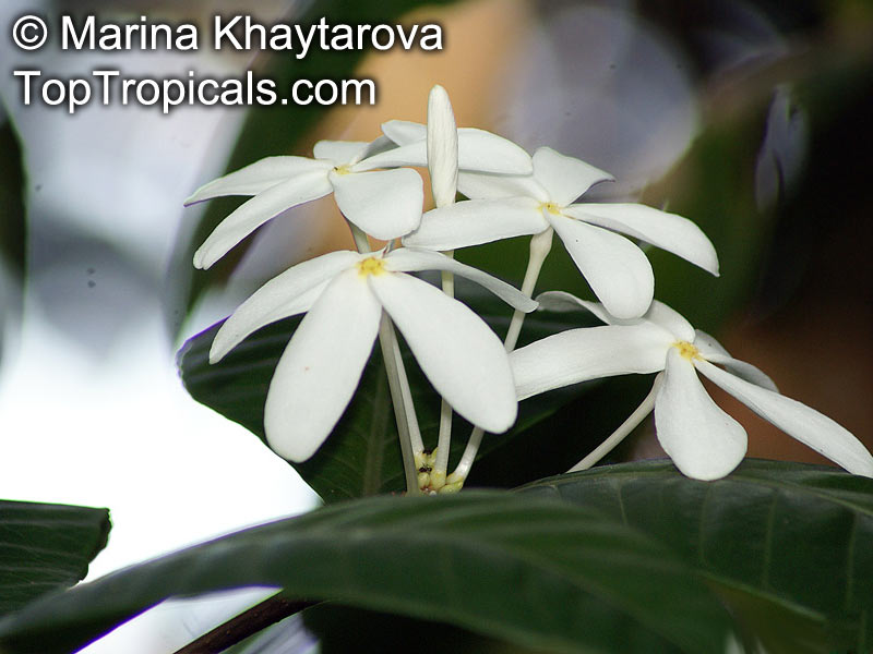 Kopsia sp., White Oleander