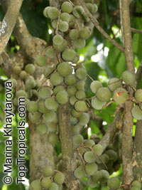 Lansium domesticum, Langsat, Longkong, Lanzones