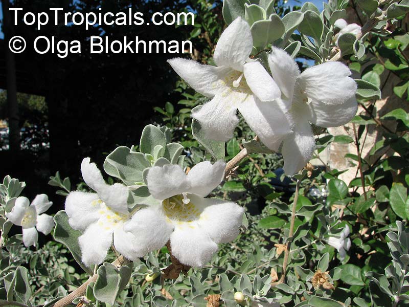 Leucophyllum sp., Texas Sage