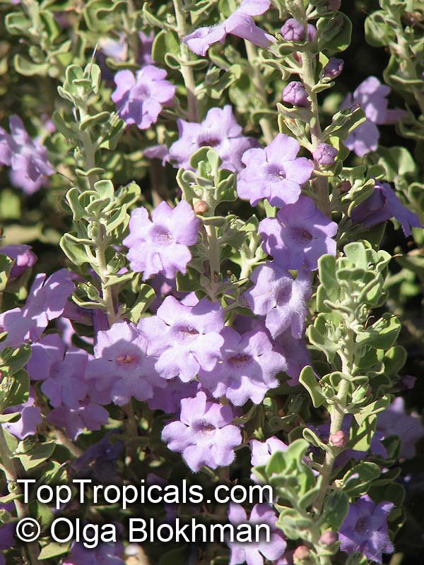 Leucophyllum sp., Texas Sage. Leucophyllum langmaniae
