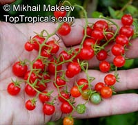 Solanum pimpinellifolium, Lycopersicon pimpinellifolium, Currant Tomato

Click to see full-size image
