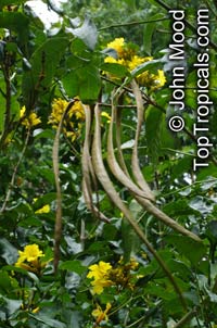 Markhamia sp., Bell Bean Tree

Click to see full-size image