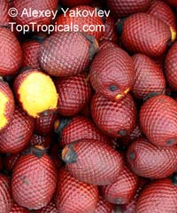 Mauritia flexuosa, Moriche Palm, Canangucho

Click to see full-size image