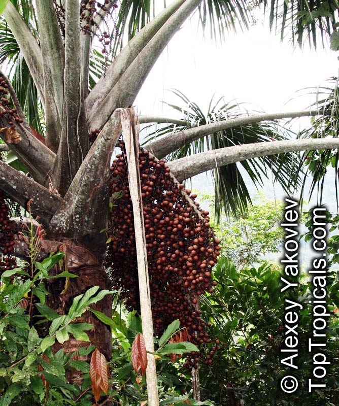 Mauritia flexuosa, Moriche Palm, Canangucho