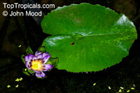 Nymphaea sp., Water Lily