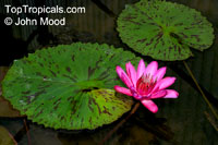 Nymphaea sp., Water Lily
