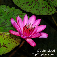 Nymphaea sp., Water Lily

Click to see full-size image