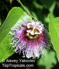 Passiflora sp., Passion Flower

Click to see full-size image