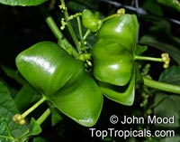 Plukenetia volubilis, Sacha Inchi, Sacha Peanut, Mountain Peanut, Inca-Peanut

Click to see full-size image
